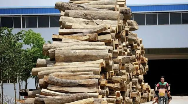 2022年原木行业发展趋势及市场形式分析