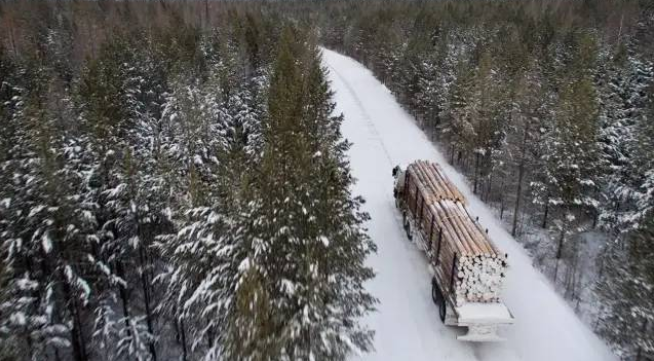 俄罗斯海关今年截获非法对华出口木材已达去年全年截获量的八倍